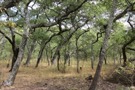 Msasa woodlands at mukuvisi