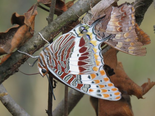 butterflies mukuvisi