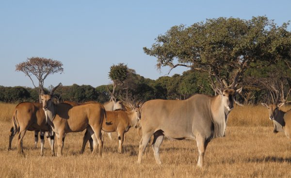 Mukuvisi-Woodlands-Eland-herd
