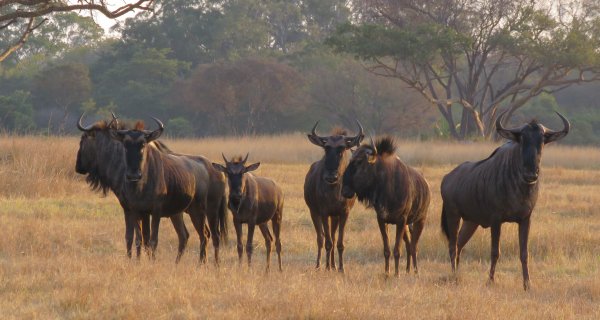 Mukuvisi-wildebees