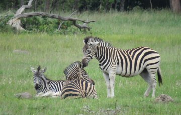 Mukuvisi-Woodlands-zebra-bonding.
