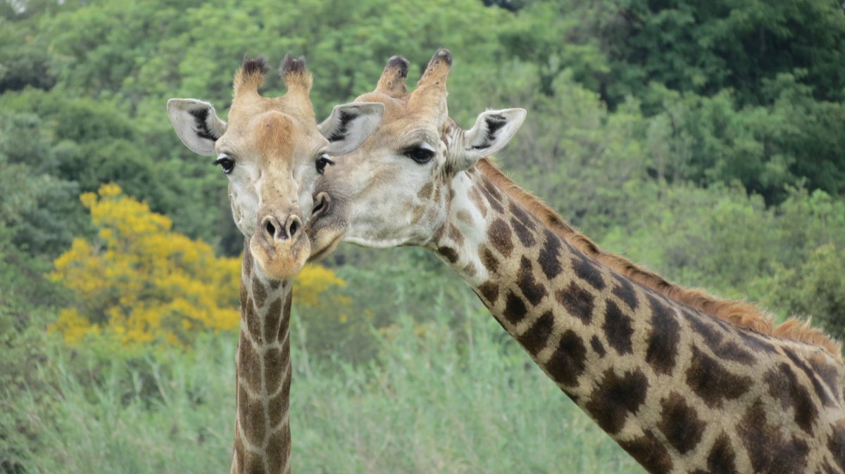 giraffe