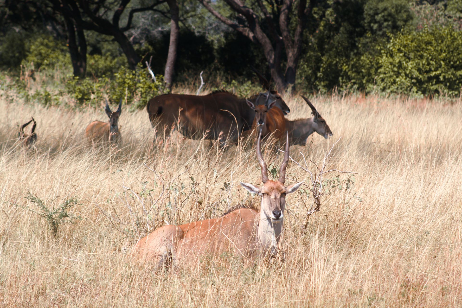 eland
